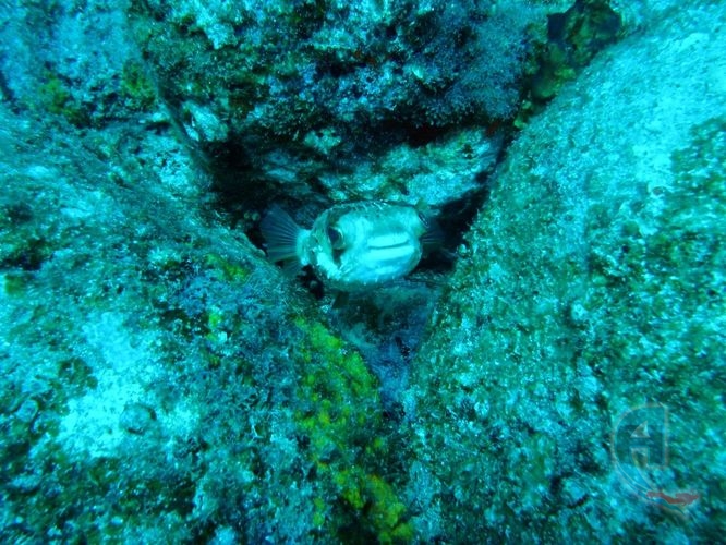pez globo del caribe